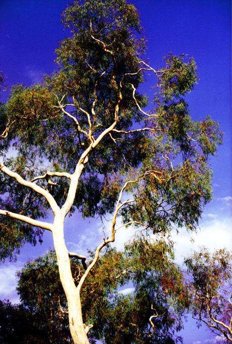 Gum tree