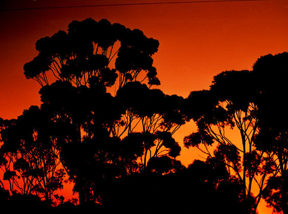 Gum trees (twilight)