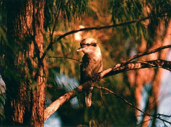 Kookaburra