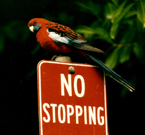 No stopping