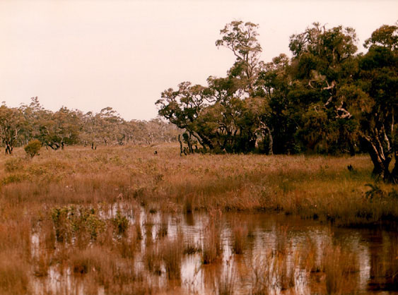 On the road to Nannup