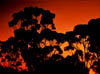 Gum trees (twilight)