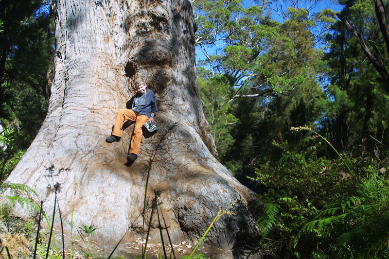 Old Jarrah [West Australia]