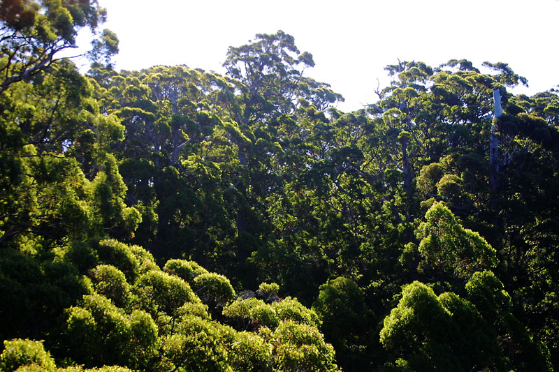 Forest roof from above