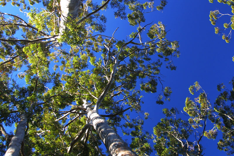 Forest roof from below