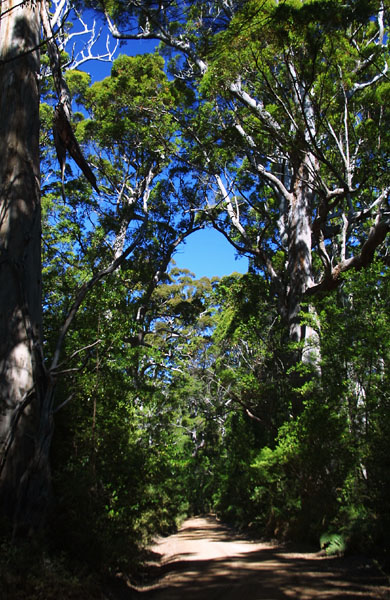 Valley of the Giants