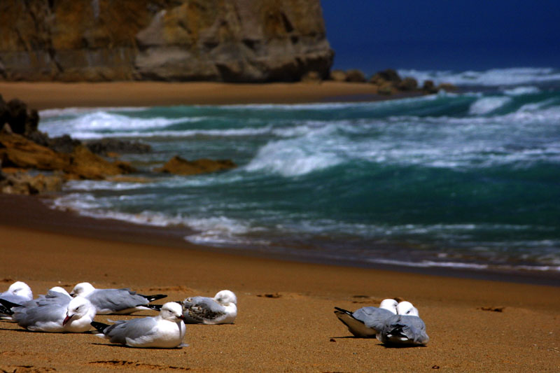 Sea gulls at a Victoria cliff