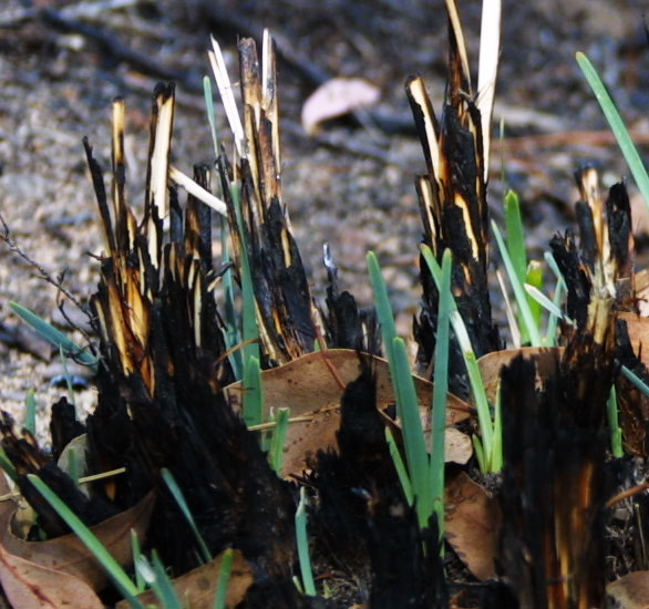 After bushfires