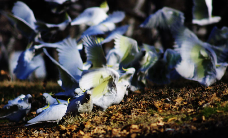 Flocking Corellas