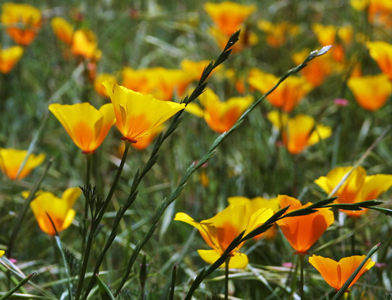 Poppies