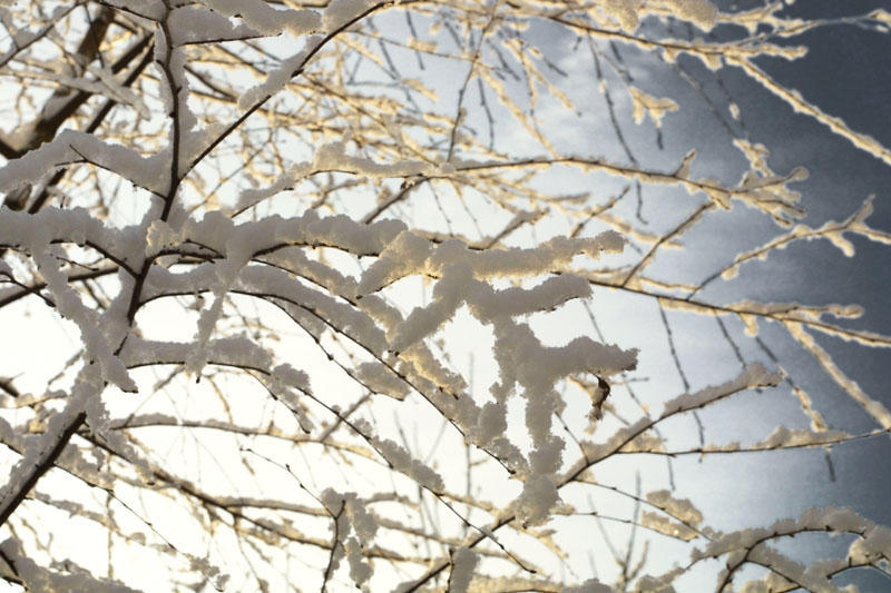Branches back-lighting