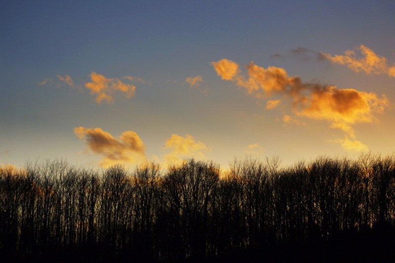 Clouds over forest