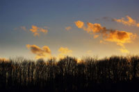 Clouds over forest