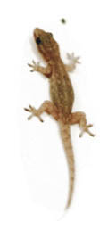 Gecko