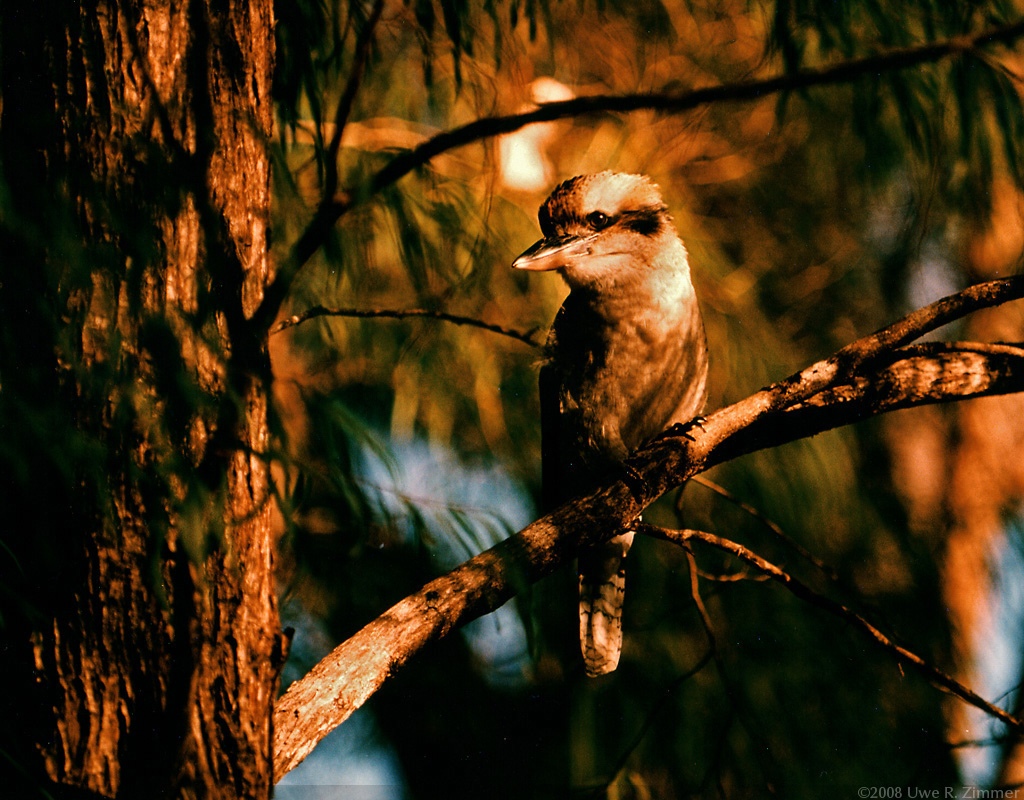 Kookaburra