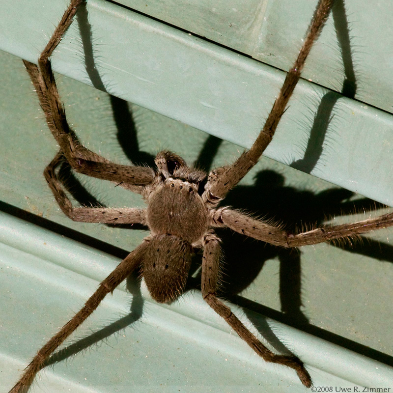 Spider
