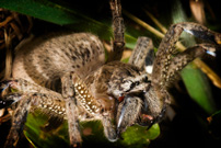Brown-Huntsman Spider