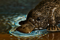 Platypus in the dea of light